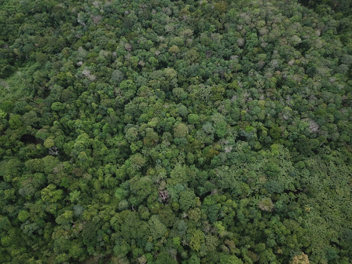 UNIQLO Dukung Konservasi Hutan di Bengkulu